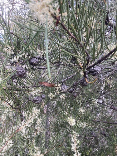 Hakea lissosperma (Mountain Needlewood) (alternate view 3)
