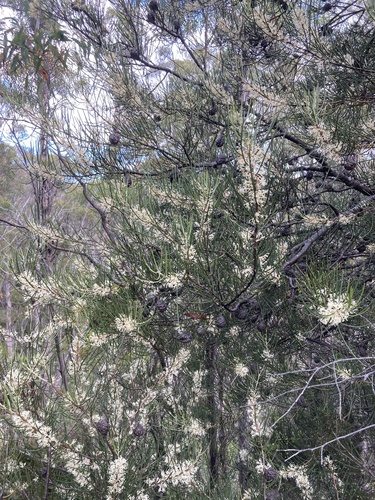 Hakea lissosperma (Mountain Needlewood) (alternate view 4)