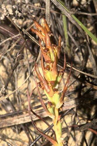 Disa bracteata (Bract Disa) (alternate view 5)