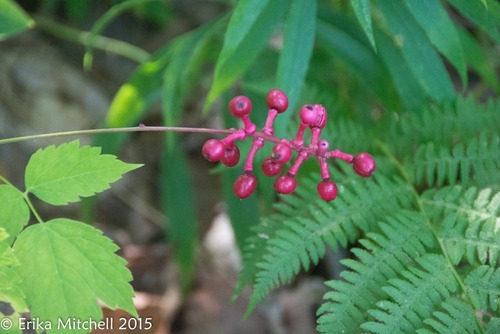 Actaea pachypoda (White Baneberry) (alternate view 5)