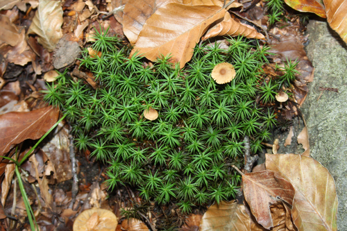 Polytrichum formosum (Bank Haircap Moss)