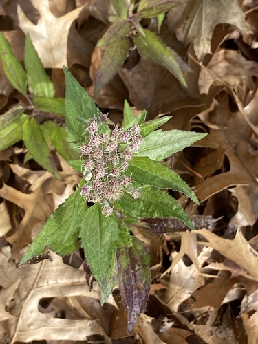 Eupatorium serotinum (late boneset)