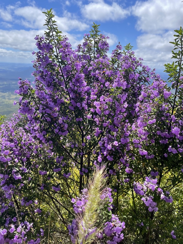 Prostanthera ovalifolia, Oval-leaf mint bush — upright evergreen (Lamiaceae) (image 9 of 10)