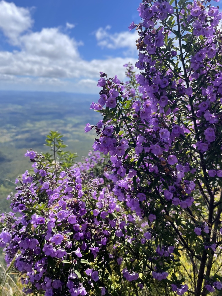 Prostanthera ovalifolia, Oval-leaf mint bush — upright evergreen (Lamiaceae) (image 10 of 10)