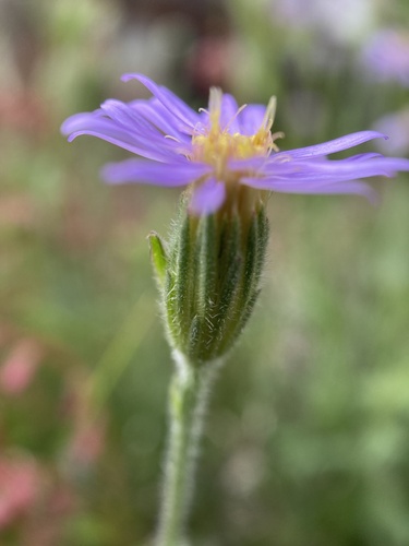 Vittadinia gracilis (Purple Fuzzweed)