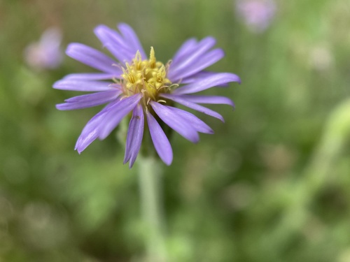 Vittadinia gracilis (Purple Fuzzweed) (alternate view 2)
