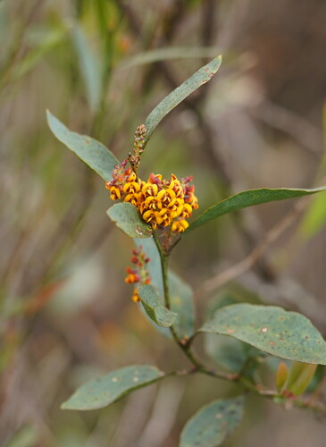 Daviesia latifolia (hop bitter-pea)
