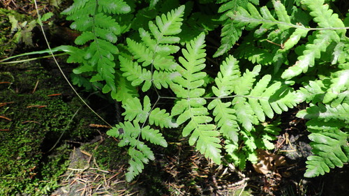 Gymnocarpium disjunctum (oak fern) (alternate view 5)