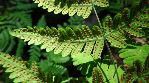 Gymnocarpium disjunctum (oak fern) (alternate view 4)