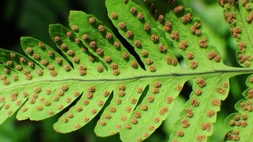 Gymnocarpium disjunctum (oak fern) (alternate view 2)