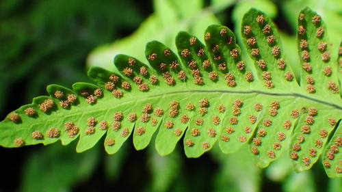 Gymnocarpium disjunctum (oak fern) (alternate view 3)