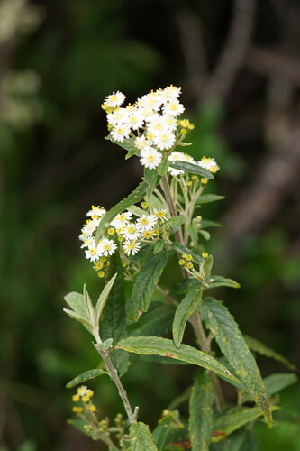 Olearia phlogopappa (Asthma Bush) (alternate view 2)