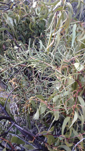 Amyema miquelii (Box Mistletoe) (alternate view 4)