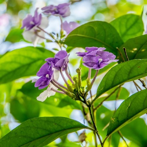 Brunfelsia pauciflora (Yesterday-Today-and-Tomorrow)