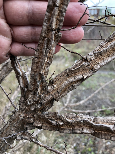 Ulmus minor (Field Elm)
