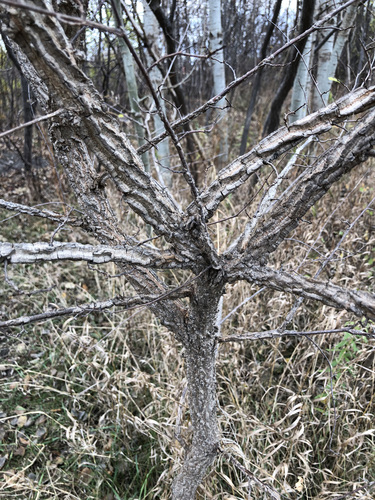 Ulmus minor (Field Elm)