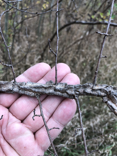 Ulmus minor (Field Elm)