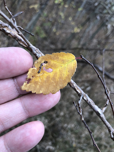 Ulmus minor (Field Elm)