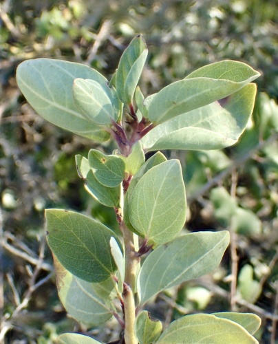 Ceanothus leucodermis (chaparral whitethorn)