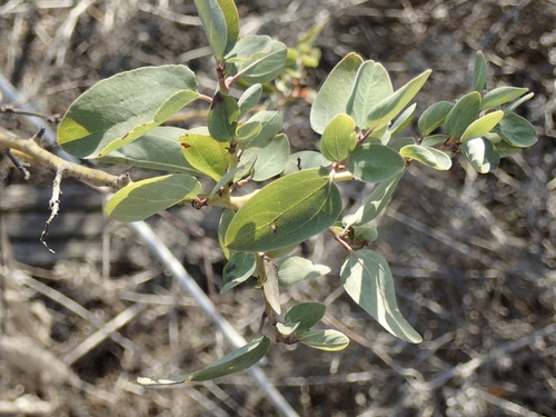Ceanothus leucodermis (chaparral whitethorn) (alternate view 2)