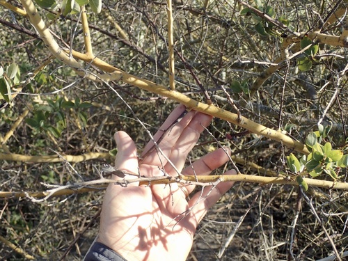 Ceanothus leucodermis (chaparral whitethorn) (alternate view 3)