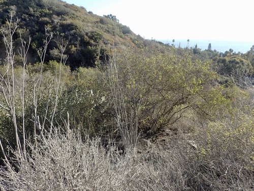 Ceanothus leucodermis (chaparral whitethorn) (alternate view 4)