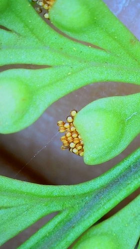Davallia (rabbit's foot ferns) (alternate view 7)