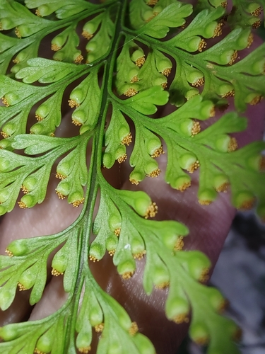 Davallia (rabbit's foot ferns) (alternate view 8)