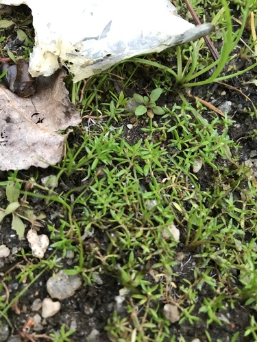 Crassula helmsii (New Zealand pygmyweed)