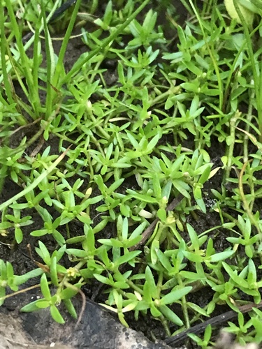 Crassula helmsii (New Zealand pygmyweed)
