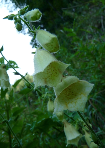 Digitalis grandiflora (Large Yellow Foxglove)