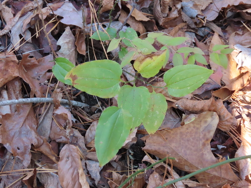 Smilax tamnoides (bristly greenbrier) (alternate view 3)