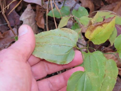 Smilax tamnoides (bristly greenbrier) (alternate view 4)