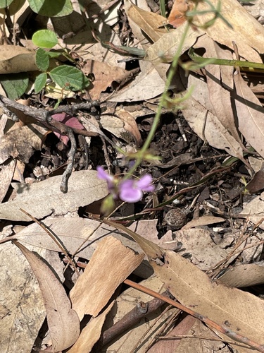 Desmodium rhytidophyllum (Rusty tick-trefoil) (alternate view 3)