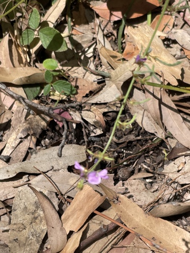 Desmodium rhytidophyllum (Rusty tick-trefoil) (alternate view 4)