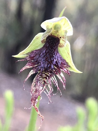 Calochilus robertsonii (Purple Beard Orchid) (alternate view 9)