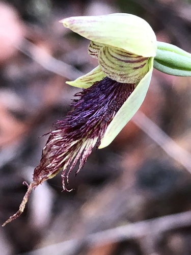 Calochilus robertsonii (Purple Beard Orchid) (alternate view 10)