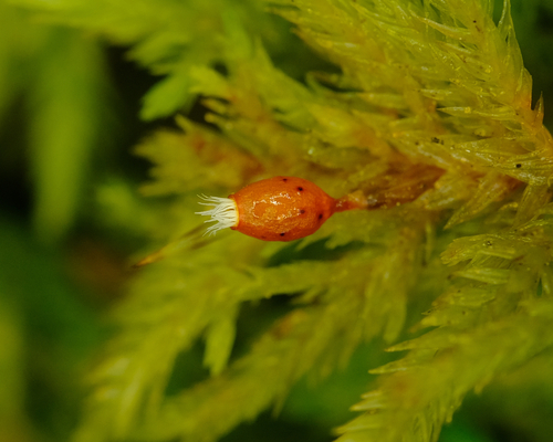 Dendroalsia abietina (dendroalsia moss) (alternate view 2)