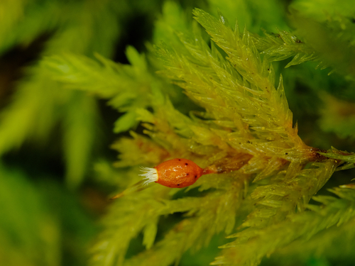 Dendroalsia abietina (dendroalsia moss)