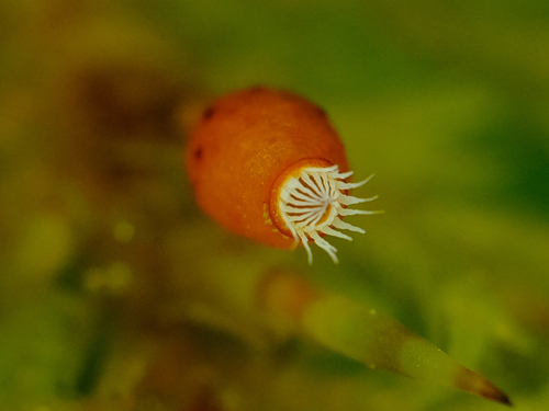Dendroalsia abietina (dendroalsia moss) (alternate view 3)