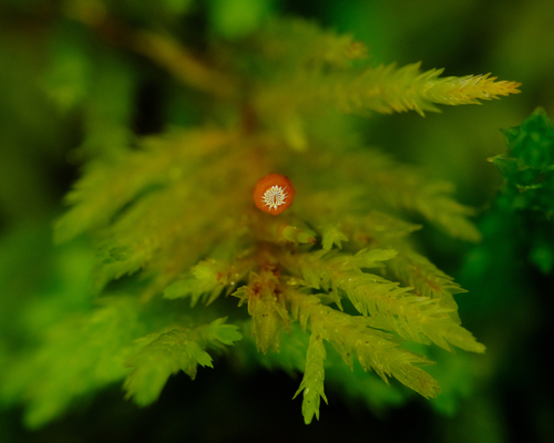 Dendroalsia abietina (dendroalsia moss) (alternate view 4)
