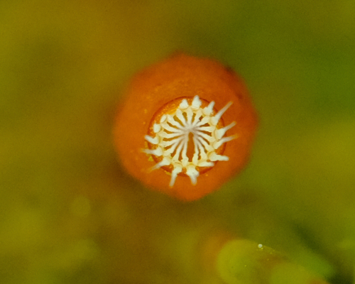 Dendroalsia abietina (dendroalsia moss) (alternate view 5)