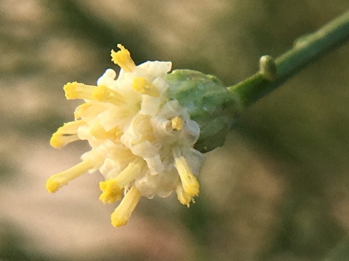 Baccharis sarothroides (Desert Broom) (alternate view 2)