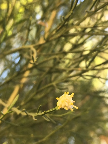 Baccharis sarothroides (Desert Broom) (alternate view 3)
