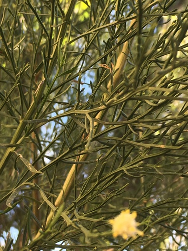 Baccharis sarothroides (Desert Broom) (alternate view 4)