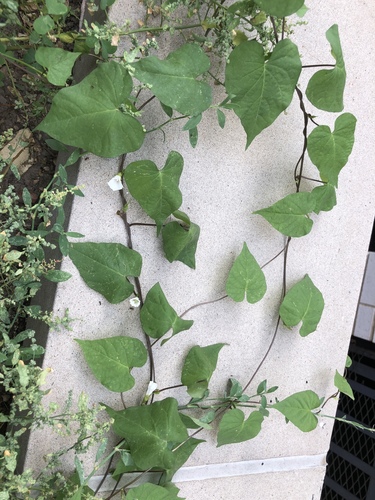 Ipomoea lacunosa (White Morning-glory) (alternate view 2)