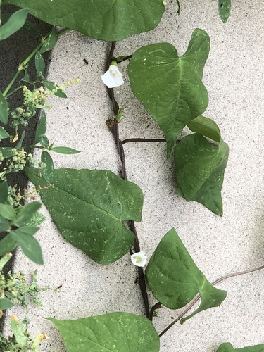 Ipomoea lacunosa (White Morning-glory)