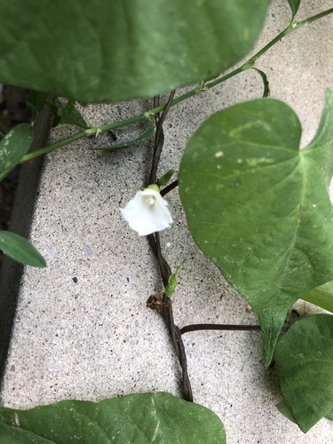 Ipomoea lacunosa (White Morning-glory) (alternate view 3)