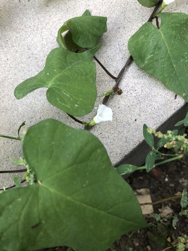 Ipomoea lacunosa (White Morning-glory) (alternate view 4)
