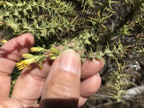 Ericameria ericoides (California Goldenbush) (alternate view 4)